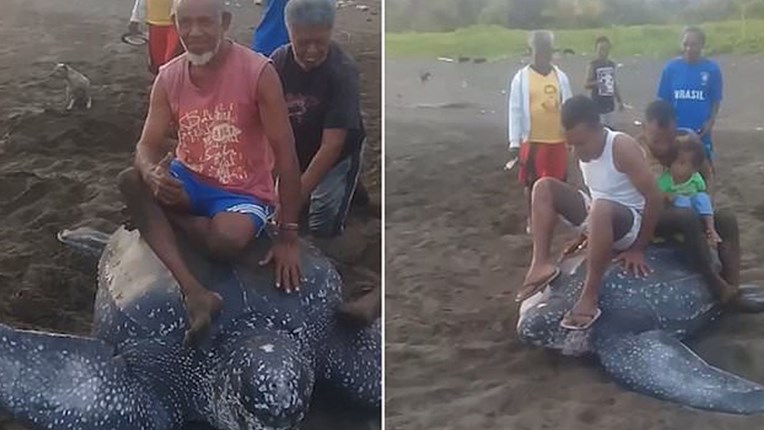 Okrutni mještani iživljavali su se i jahali kornjaču. Ona je htjela pobjeći