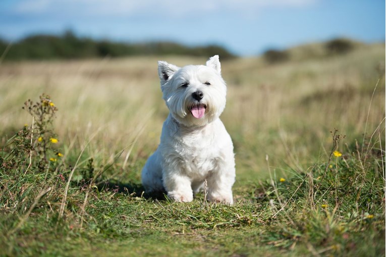 Westie, idealan kućni terijer