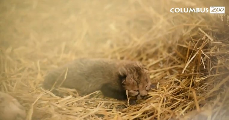 Ove bebe geparda upravo su rođene i već su ušle u povijest