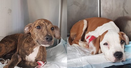 Pet hrabrih beba s parvovirozom i dalje se bori za život. Pomozite im