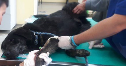 Pas Tibo je već godinama u skloništu Dumovec, daje krv i voli djecu. Tko će ga spasiti?