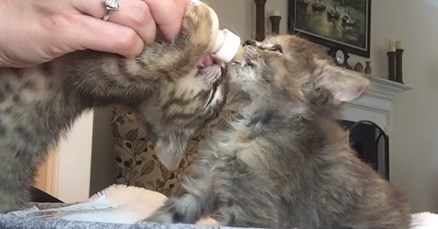 VIDEO Micek ne dozvoljava svom bratu da mu ukrade hranu, ali brat ne odustaje tako lako