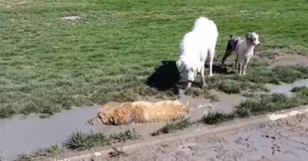 VIDEO Ovi psi se najviše vole zavaljati u blatnu kaljužu