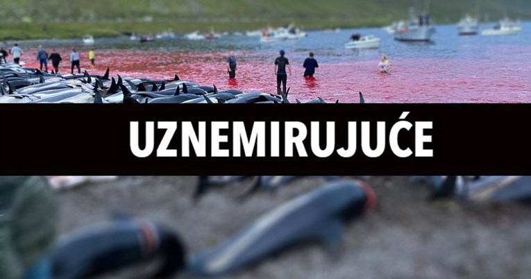 UZNEMIRUJUĆE Na Farskim otocima ubijeno 1400 dupina, gazili su ih čamcima