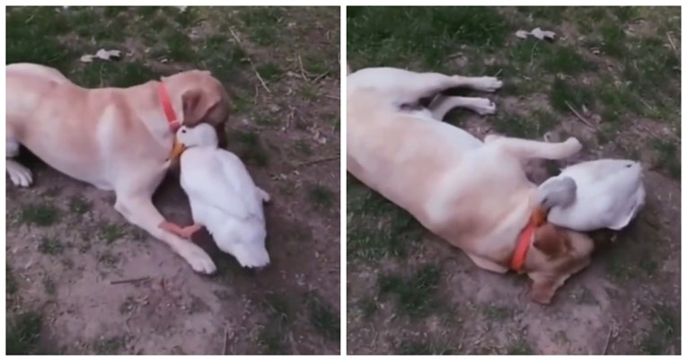 Video psa i patke koji se grle i igraju u dvorištu oduševio ljude: "Čudesno"