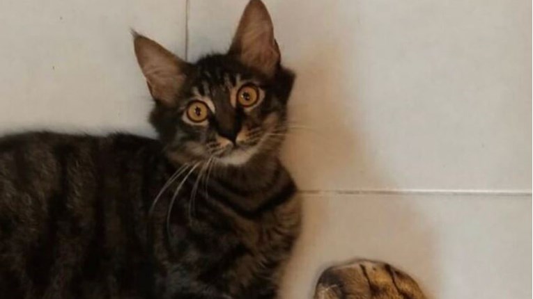 Kupio je čarape s uzorkom mačjih šapa, reakcija njegove mačke postala hit