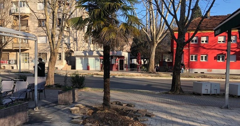 Mostarci pokušali iščupati gradsku palmu, prodavali je na oglasniku za 1500 kuna