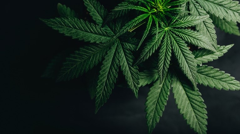 Malta će prva u Europi ovaj tjedan legalizirati travu