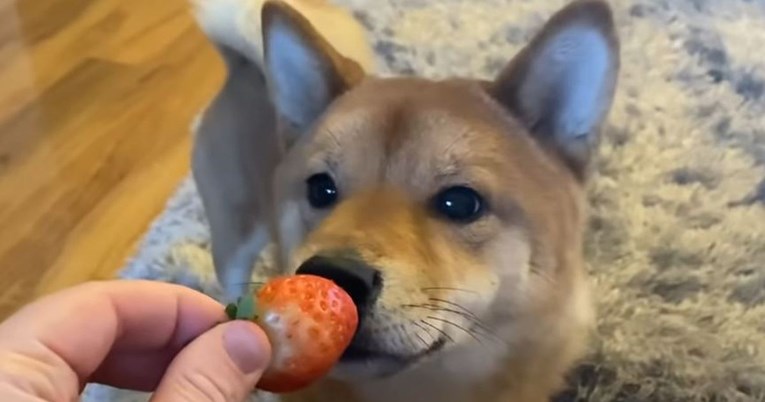 Shiba inu prvi put probao jagode, evo kako je to prošlo