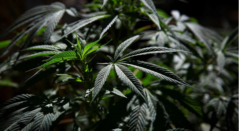 Malta prva u Europi legalizirala travu