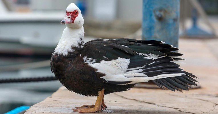 Japanska patka uživala na pulskoj rivi, šetači je hranili komadićima kruha