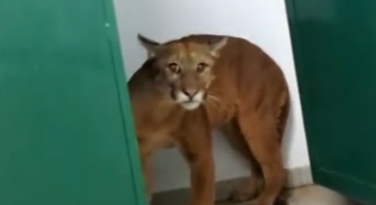 VIDEO Devetogodišnji učenik u školskom zahodu naišao na pumu