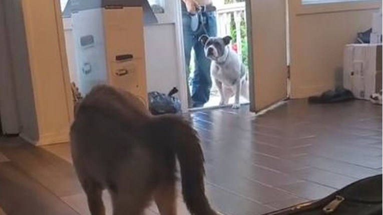 Obitelj je nabavila novog psa, mačka im jasno dala do znanja što misli o tome