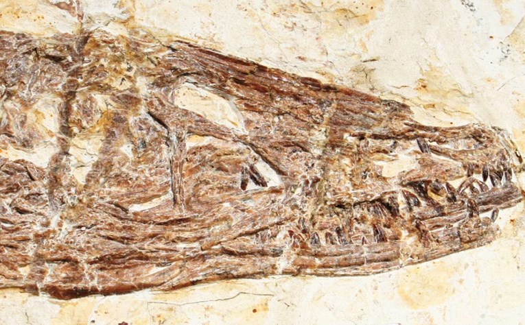 Otkrivena velika razlika između perja dinosaura i perja ptica