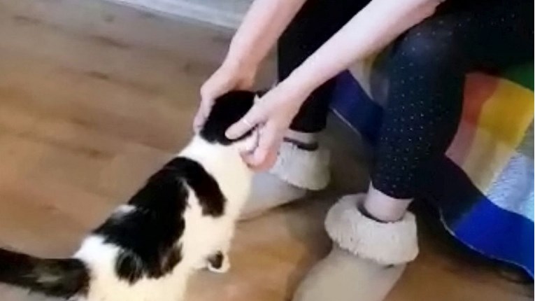 Maca se nakon 11 godina lutanja vratila vlasnici