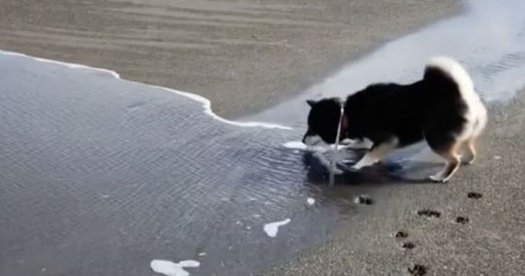 Shiba Inu koji mrzi vodu nasmijao vlasnicu pokušajima da "otjera" mjehuriće u moru
