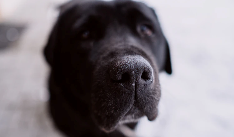 Pet stvari koje psi mogu nanjušiti i osjetiti kod ljudi