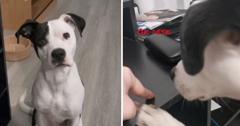 Vlasnik pokušao istrenirati psa da ne laje na svako kucanje, video je urnebesan