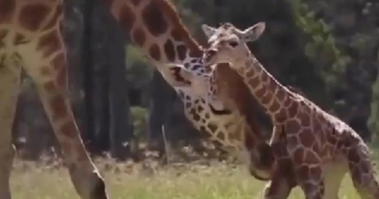 VIDEO Mama žirafa pomaže svojoj bebi da prohoda, prizor je presladak