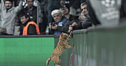 UEFA kaznila Bešiktaš zbog mačke