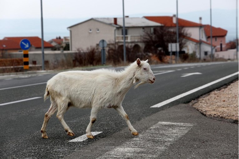 Muškarac silovao i ubio kozu u selu kod Banje Luke
