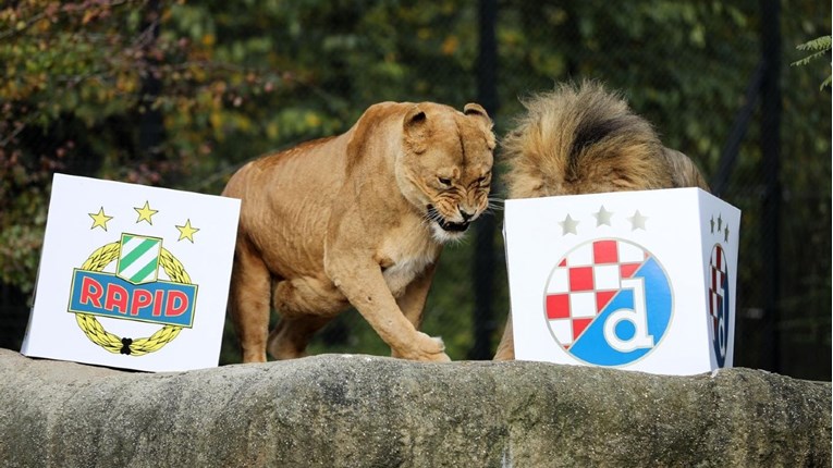 Lavovi iz zagrebačkog ZOO-a predviđali ishod utakmice Dinamo - Rapid, ovo je rezultat