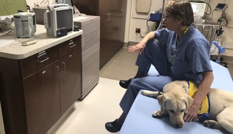 Terapijski pas pomaže medicinskom osoblju u borbi protiv koronavirusa