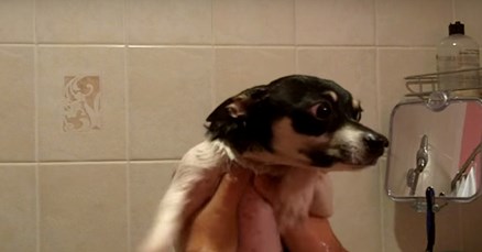 VIDEO Pas je mislio da je u moru pa zaplivao po zraku