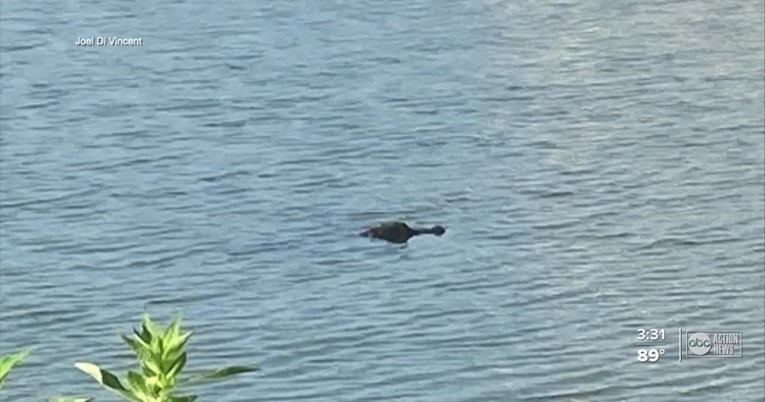 Muškarac na Floridi skočio u jezero kako bi spasio psa iz čeljusti aligatora
