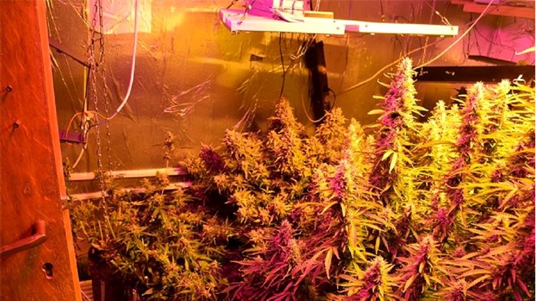 FOTO Diler iz Sesveta kod kuće imao improvizirani laboratorij za uzgoj trave