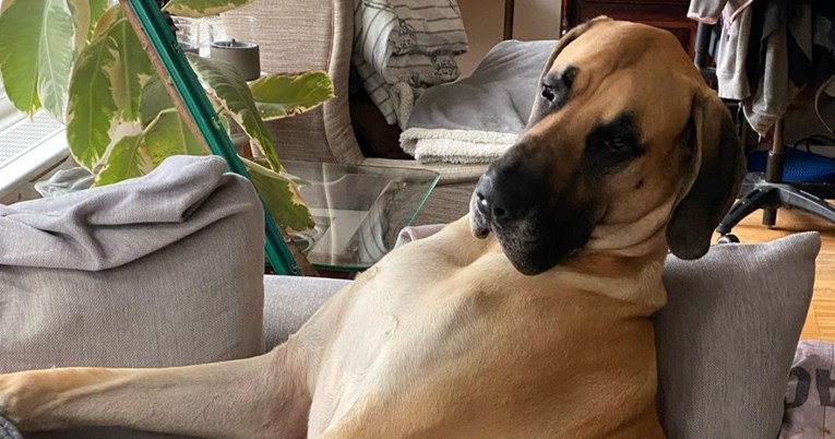 Njemačka doga svakoga jutra pleše da razbudi sebe i ukućane