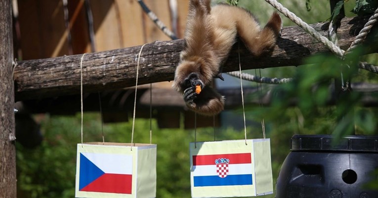 Zagrebački gibon predvidio rezultat između Hrvatske i Češke, evo kome ide pobjeda