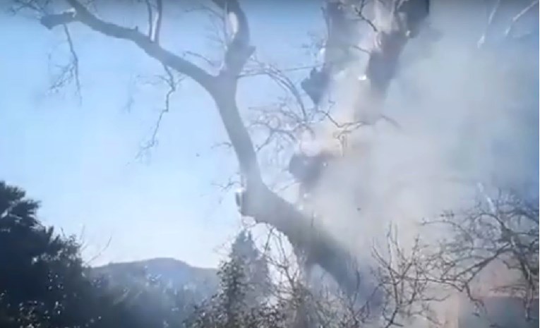 VIDEO U Dubrovniku se zapalilo stablo staro 500 godina