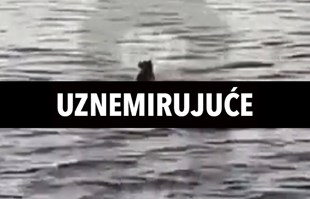 Nakon Austrijanke morski psi u Egiptu ubili i ženu iz Rumunjske