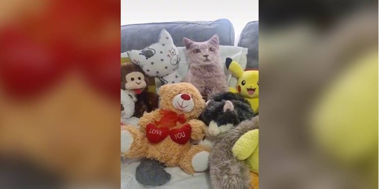 Ljudi se muče s pronalaskom mačke među ovom hrpom igračaka. Vidite li je?