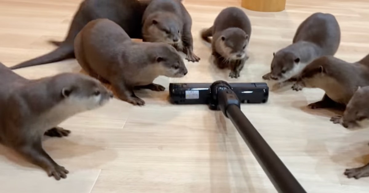 Kako vidre reagiraju na usisivač? Pogledajte video