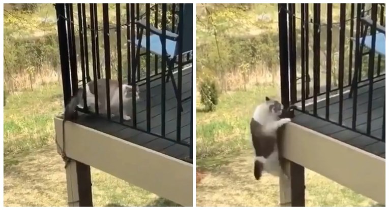 Zbog načina na koji napušta kuću mačka nasmijala internet: "Spidercat"