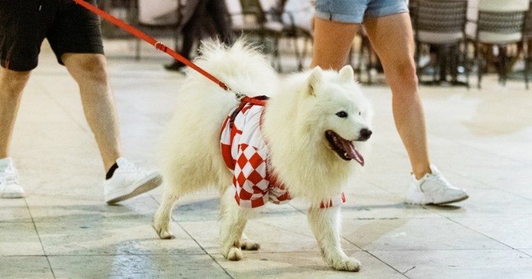 Predivni samojed u majici s kockicama navijao za Hrvatsku
