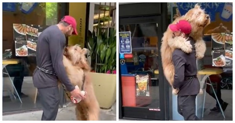 Pas Brodie jako se boji odvoda. Pogledajte što se dogodi kad ga ugleda