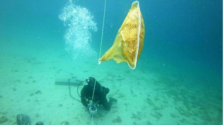 Kod otoka Krka pronađena živa mlada periska, nazvali je Morana