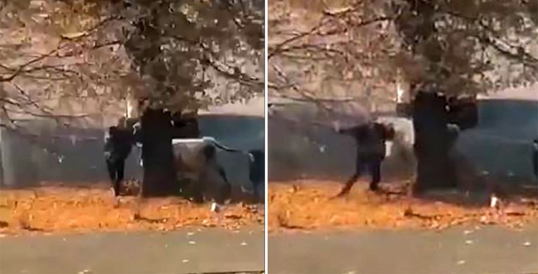 Slatinski bik je i dalje u bijegu, iz klaonice otkrili što će biti s njim kad ga nađu