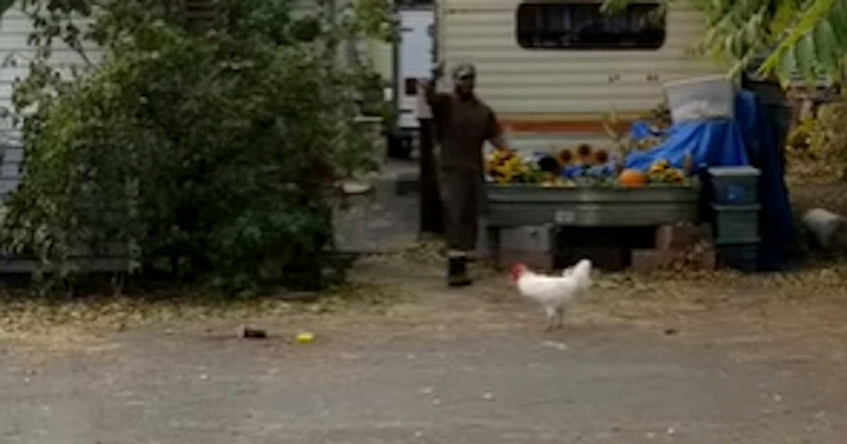 maca i pijetao.com