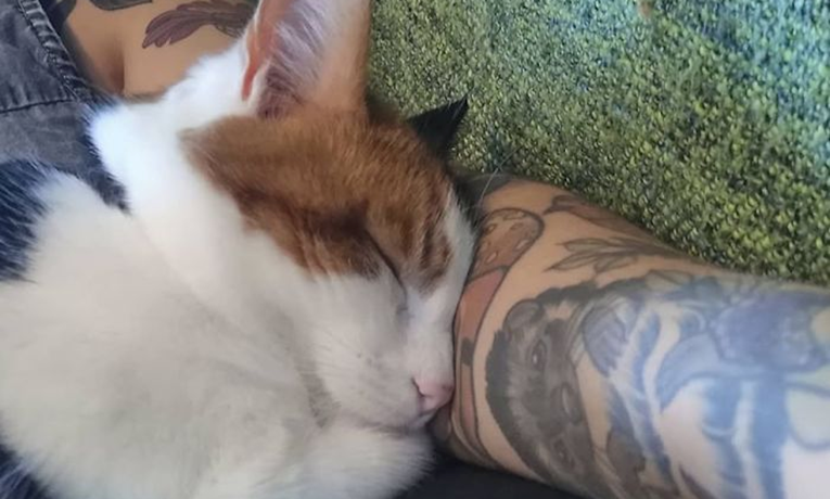 Mačak poludi ako im nije u krilu, no oni su smislili odlično rješenje za to