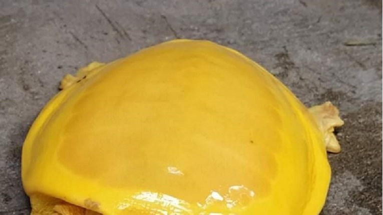Ne, ovo nije sir u cheeseburgeru, ovo je životinja. Možete li pogoditi koja?