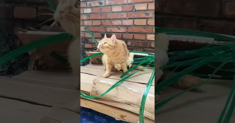 Mačka uočila prijetnju pa zaštitila pile svojim tijelom