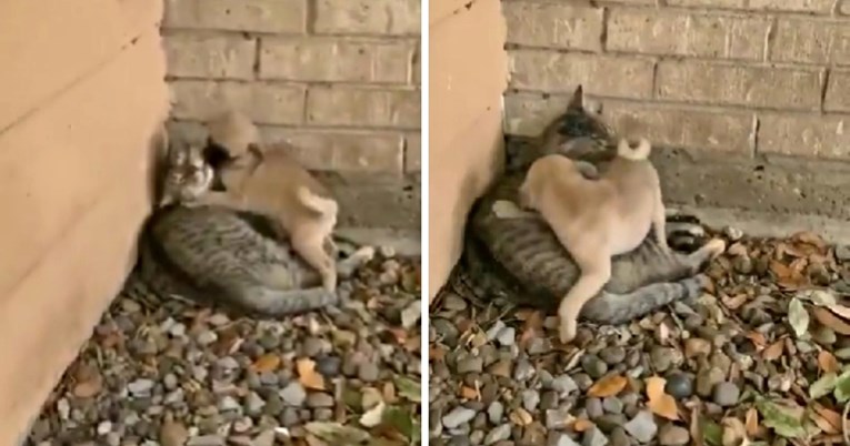 Štenac odlučio pokazati svojoj prijateljici mački koliko je voli, video je presladak
