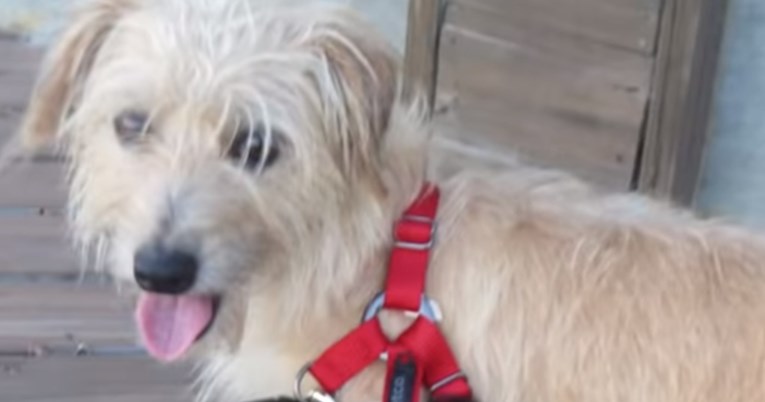 Psić koji je bačen s balkona jer su ga smatrali ružnim se čudom oporavio