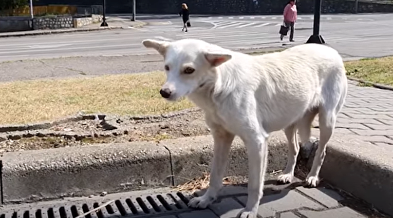 Lutalica neprestano pratila ljude na ulici iz pretužnog razloga