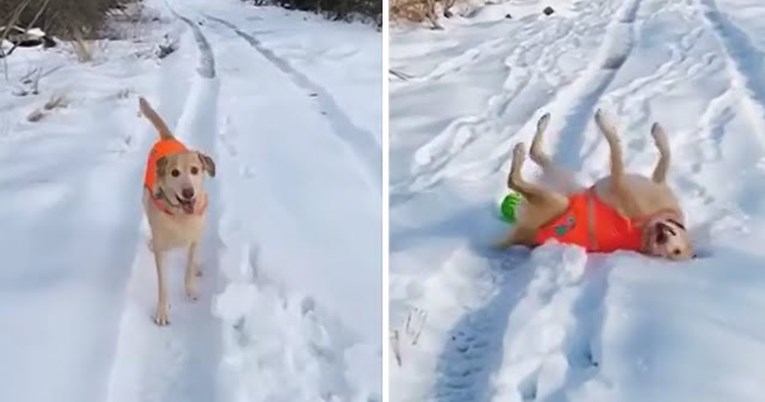 Ova labradorica u šetnji radi sve obrnuto, ljudi su odmah shvatili što želi