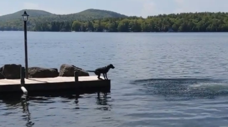 Labrador misli da se njegov gazda utapa pa ga spašava na genijalan način